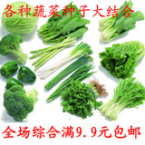 大白菜萝卜香菜向日葵辣椒 茄子 菠菜 黄瓜 鸡毛菜 莴苣蔬菜种子