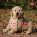 全国出售纯种宠物狗狗金毛幼犬可视频挑选北京地区可送货自提02