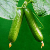 庭院蔬果 荷兰小黄瓜 四季可播水果蔬菜种子荷兰迷你小黄瓜种子