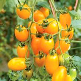 黄美人樱桃番茄种子 阳台四季播种 秋冬季蔬菜种子