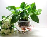 特价绿萝吊兰盆栽花卉 观叶植物客厅卧室 净化空气 套餐水培花卉
