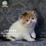 美国CFA注册纯种加菲猫宠物 梵三花异短 梵色三花异国短毛猫