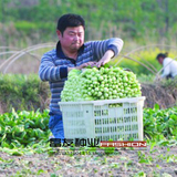 鸡毛菜种子 上海青家庭蔬菜种子 绿色有机蔬菜籽 四季播种小青菜
