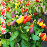 蔬菜瓜果种子 五彩椒种子 观赏椒辣椒甜椒 阳台庭院盆栽观果四季