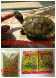 黄金巴西龟彩龟 乌龟活体宠物龟水龟招财龟一对6-10厘米 全品包邮
