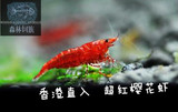 【森林饲族】香港进口超红樱花虾 淡水观赏虾  宠物虾