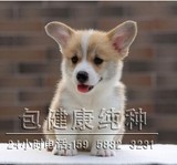 家庭犬/纯种柯基幼犬/花色/三色/宠物狗狗/包健康/短腿狗/小型犬7