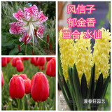 进口风信子/郁金香/百合/水仙种球 水培土培套装花卉植物创意盆栽