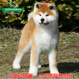 出售日本纯种秋田犬幼犬 狗狗体型强壮肌肉丰满 大型短毛宠物狗