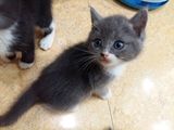 英国短毛猫、蓝猫、蓝白英国短毛猫（已出售）
