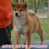 纯种日本秋天犬 幼犬出售 忠犬八公 日系柴犬宠物狗狗赛级血统