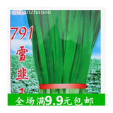 蔬菜种子 韭菜种子791雪韭王 四季播割茬韭菜籽 营养好吃大包装