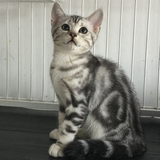 【精品血统美国短毛猫】纯种美短银虎斑 银虎斑标斑银亮色美短猫