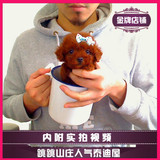 【跳跳山庄】纯种茶杯犬玩具幼犬/红色贵宾犬泰迪犬宠物狗狗