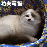 【七年老店 功夫萌猫】纯种布偶猫 双色布偶猫DD 公猫弟弟 在售
