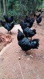 五黑鸡种蛋受精蛋