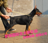 赛级血统极品德国系杜宾犬幼犬 出售纯种立耳美系杜宾宠物狗幼犬