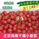 正宗海南陵水千禧圣女果 樱桃番茄 小番茄 新鲜水果5斤 多省包邮