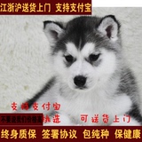 双血统赛级哈士奇幼犬出售 西伯利亚雪橇犬宠物狗适合家养狗狗