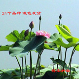 花种子碗莲种子 多色混合 荷花 莲花水生植物花卉种子 四季可播种