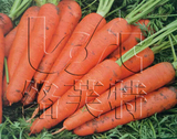 红帅/韩国进口春秋胡萝卜种子 生长快速 耐裂 易栽培根茎蔬菜100g