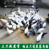 云南农家放养土鸽子新鲜老鸽子肉拍下现杀孕产妇滋补首选乳鸽飞鸽