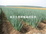 2016新货 寿光蔬菜种子协会 保证发芽 章丘大葱种子 世界葱王高产