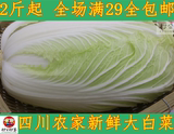村公村婆-四川新鲜农家白菜 大白菜 绿色有机蔬菜 无污染 2斤起卖