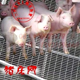 猪床网养猪床板片小猪保育床母猪产床育肥猪用养殖器械设备漏粪板