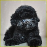 纯种灰色贵宾泰迪幼犬宠物狗狗出售玩具体茶杯体均可以视频C29