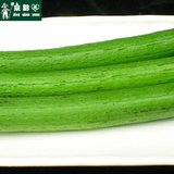 【京黔园】新鲜蔬菜有机肥 新鲜丝瓜 丝瓜 北京买菜同城配送到家