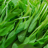 崇明青菜 鸡毛菜 上海本地青菜 新鲜蔬菜 露天种植现摘 有机蔬菜