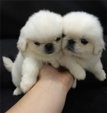 出售纯种京巴犬幼犬北京犬狮子狗小型犬赛级京巴宠物狗狗活体12