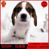 北京出售 比格犬 幼犬 纯种 比格幼犬 米格鲁猎兔犬 宠物狗狗活体