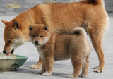 宠物狗纯种柴犬宠物狗狗出售 赛级日本柴犬幼犬 包健康 免费送A