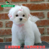 赛级玛马尔济斯犬纯种幼犬狗狗出售，不常有茶杯袖珍宠物狗包邮