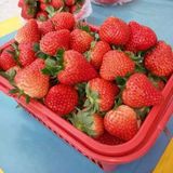 现摘现发 新鲜有机水果750g奶油草莓1.5斤装 空运顺丰包邮超甜