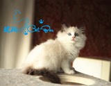 【琥珀】布偶猫波澜血统带繁育权海豹双色布偶猫公宠物猫咪有视频