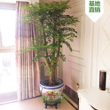 618大促幸福树平安树大型植物客厅室内盆栽花卉 绿植观叶盆景