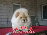珠海宠物狗出售纯种高品质紫色舌头肉嘴松狮幼犬 活体宠物送货