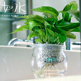 如水好养盆栽 绿萝吊兰 水培植物花卉 办公室迷你桌面绿植/兰花石