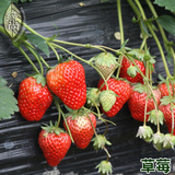 草莓种子80粒装 食用红草莓  四季播种庭院阳台盆栽蔬果蔬菜种子