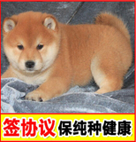 宠物狗活体小型犬日本柴犬幼犬纯种狗出售