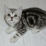 活体宠物猫 纯种美国短毛猫短耳猫 美短银虎斑 银色虎斑纹标斑母