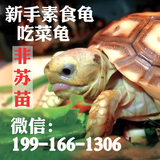 大乌龟活体 新手吃菜观赏龟活体 素食宠物龟 陆龟塑料模型 龟活体