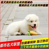 重庆出售家养纯种澳版萨摩耶犬宠物狗 萨摩耶幼犬宝宝出售hfkjf