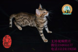 极品孟加拉豹猫咪宠物纯种自养豹猫幼崽猫咪活体种公
