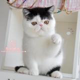 【凯利猫】CFA注册异国短毛猫 家养纯种加菲猫宠物 黑白梵文弟弟