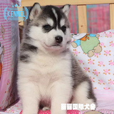 出售黑色赛级双血统哈士奇纯种幼犬狗狗 西伯利亚雪橇犬宠物狗