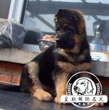 赛级血统德国牧羊犬幼犬纯种锤系 出售活体黑背贝犬幼犬A030